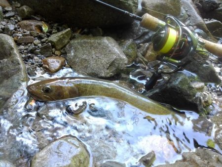尺イワナハンティング ～長良川水系～